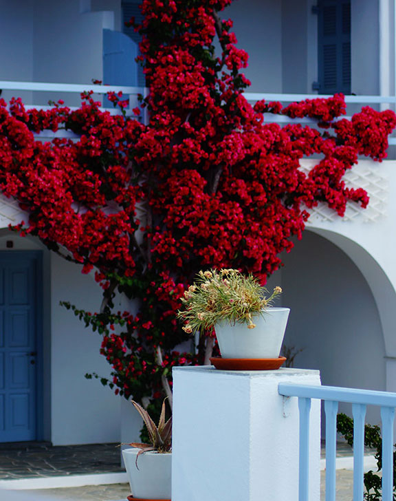 Blossoming bougainvilleas at the hotel