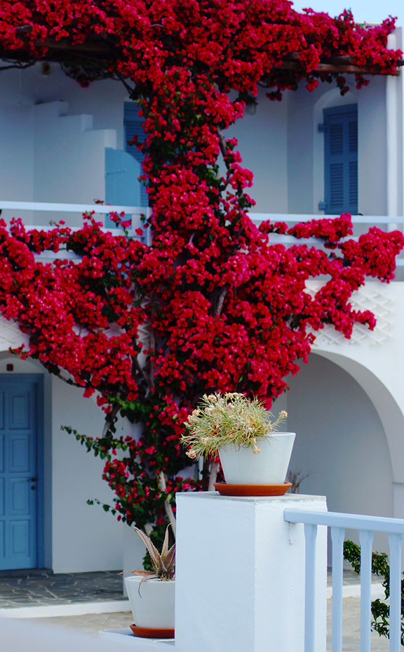 A red bougainvillea at hotel Petali Village in Sifnos